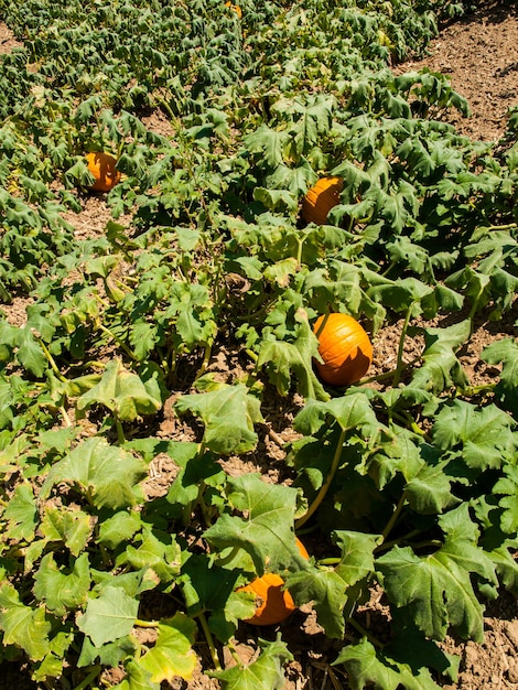 Growing organic vegetables on farm in Rocky Ford, Colorado.