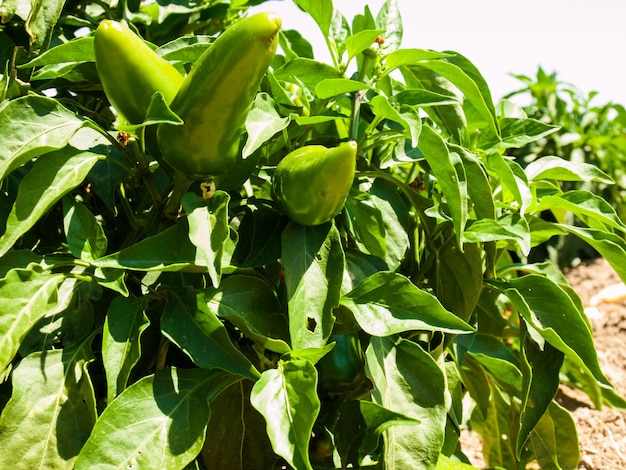 Growing organic vegetables on farm in Rocky Ford, Colorado.