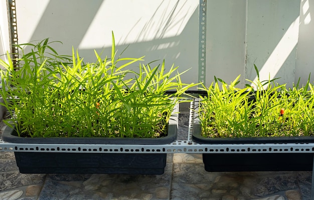 Growing own herbs and vegetables in little garden on balcony Private botanical greenhouse in city house