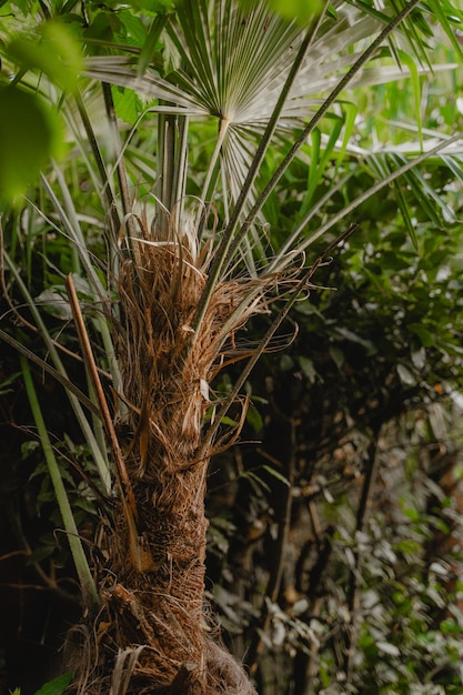 Growing palm tree in the forest