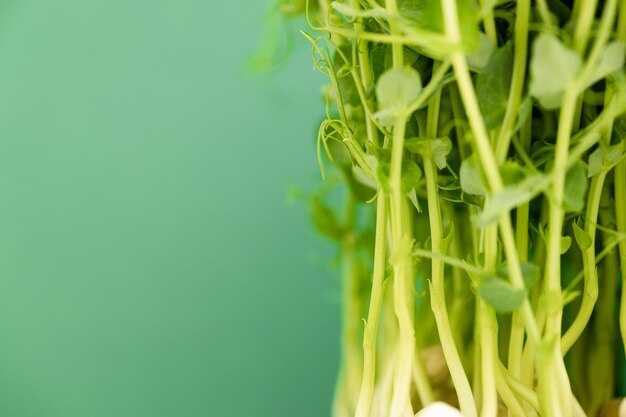 Growing pea sprouts in black soil healthy eating vegetarian\
concept on green background