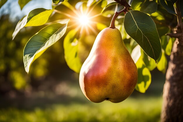 growing pear in the garden