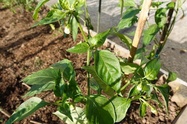 growing peppers in the backyard garden Pepper plant growing Capsicum flower chili fruit