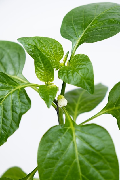 Growing peppers from seeds Step 9 first flowers blossoms