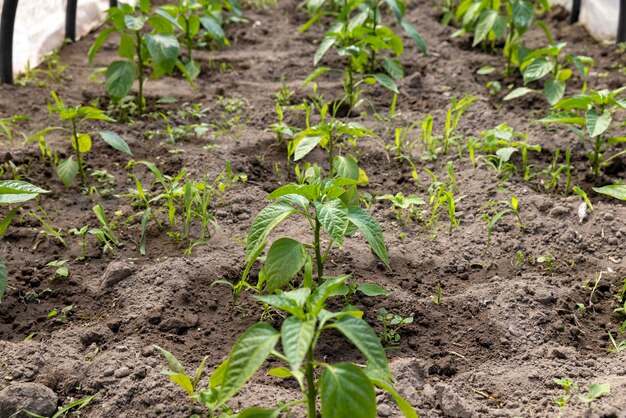 Growing peppers in a homemade greenhouse