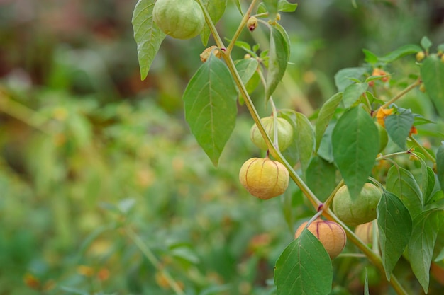 정원에 있는 온실 physalis에서 성장하는 physalis green physalis physalis