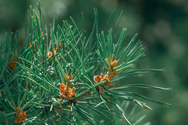 Growing pine bud. Macro growth.