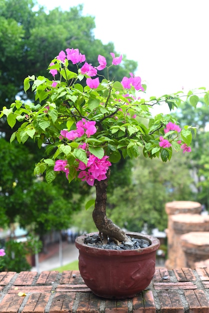 나트랑 베트남에서 자라는 분홍색 부겐빌레아 꽃
