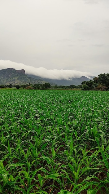 Photo growing plans for sowing with a cloudy sky