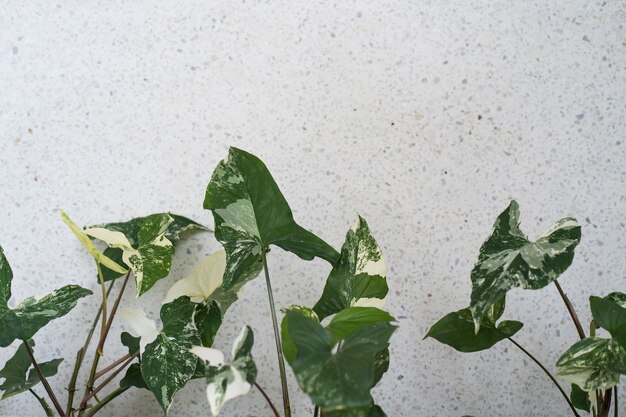 Growing plant against white marble wall