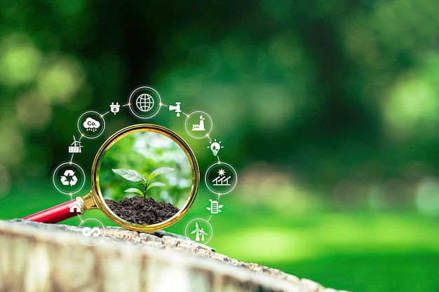 Photo growing plant magnifying glass protect the earth of green trees with environment icons nature ecology and environment