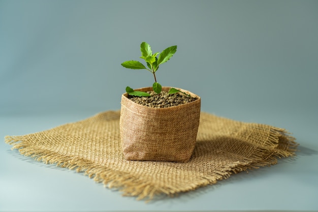 Growing plant in a sack pot