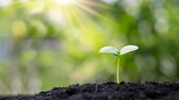 日光とぼやけた植生の背景を持つ土壌で植物を育てる