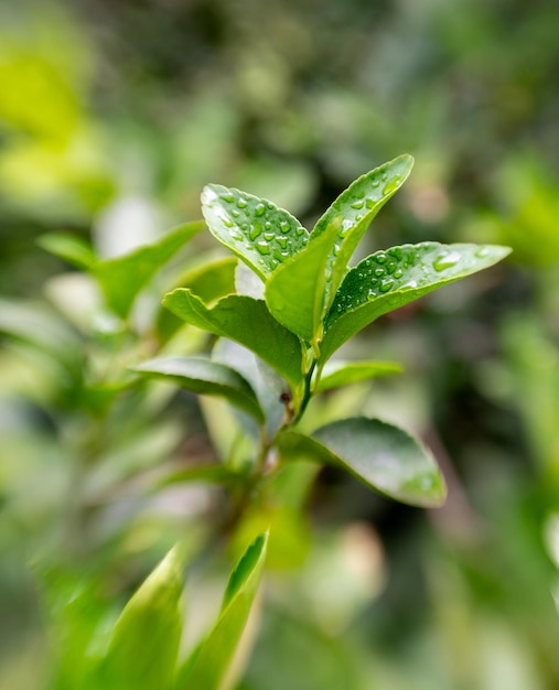 水滴と緑の葉を持つ成長植物