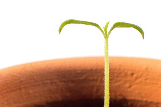 成長している植物。若い芽は新しい生命を生みます。閉じる。