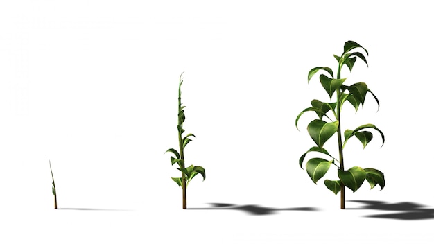 成長する植物の3 dレンダリング