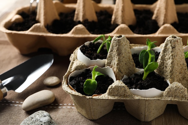 Growing plants in egg box creative way to grow plants