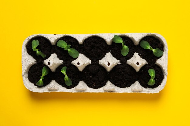 Growing plants in egg box creative way to grow plants