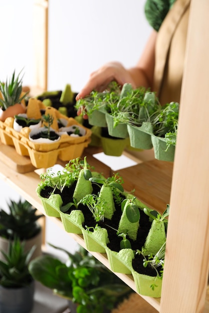 Growing plants in egg box creative way to grow plants