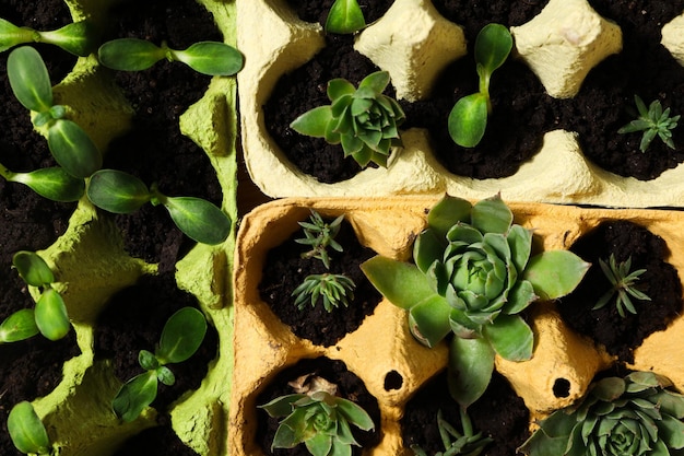 Growing plants in egg box creative way to grow plants