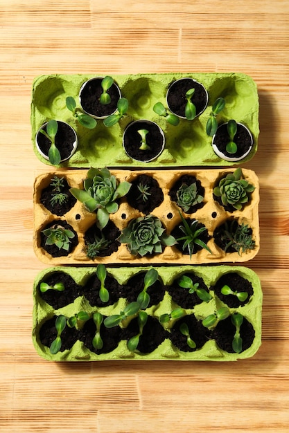 Growing plants in egg box creative way to grow plants