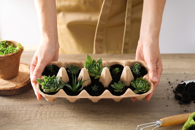 달걀 상자에 식물을 키우는 창의적인 방법