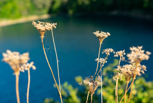 Growing plants on ponds in the mountains