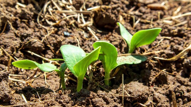 春の植物の成長タイムラプスは、温室農業で発芽を芽生えさせます