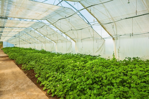 Growing potato in greenhouse close up view