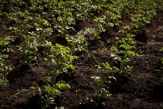 Growing potatoes field on a farm