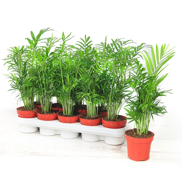 Growing potted plants home gardening plant love