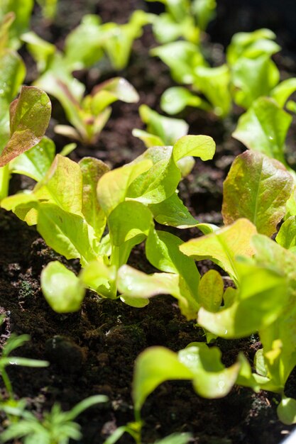 Growing radish and salad in container on balcony