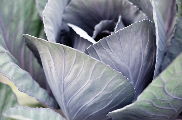 Growing red cabbage plant in the garden