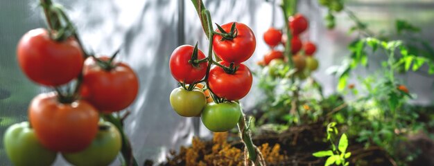 Growing red and green tomatoes Ripe and ripening tomatoes in a home greenhouse