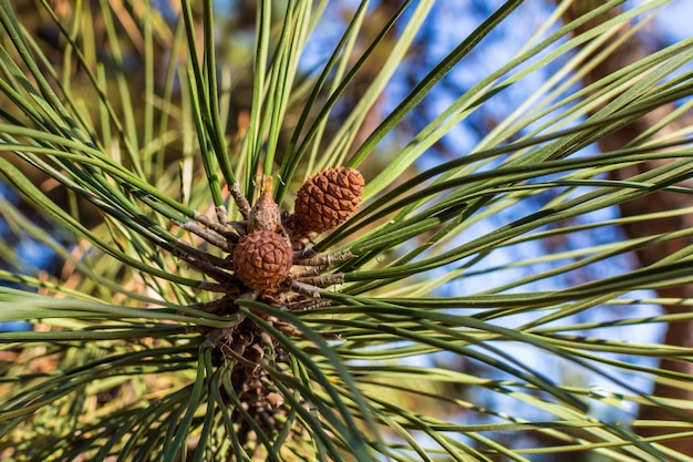 A growing ripe small pine cones close-up