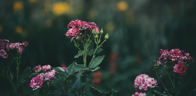 Growing rose bush with pink flowers and green leaves summer day