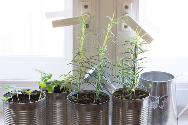 Growing rosemary in cans on windowsill