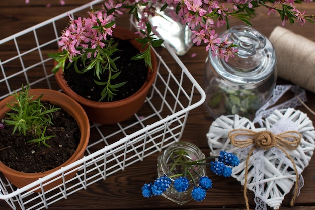 Выращивание розмарина в керамическом горшке на деревянном фоне. Цветущие тюльпаны, розовый куст, флористика и уход за растениями и цветами.