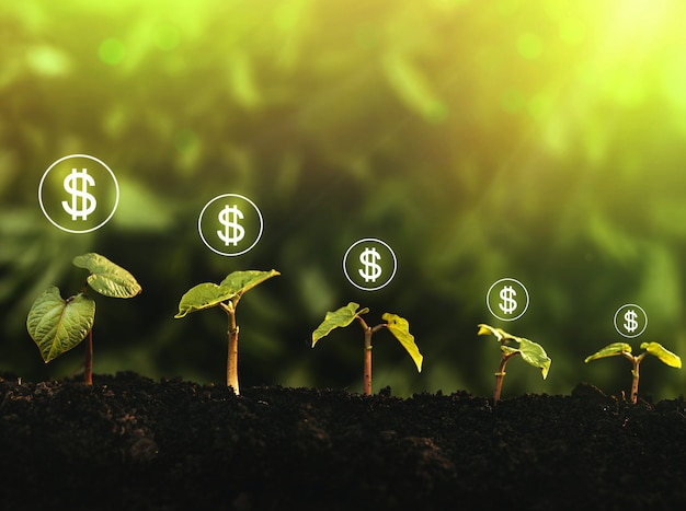 Growing seedind and money.  start-up