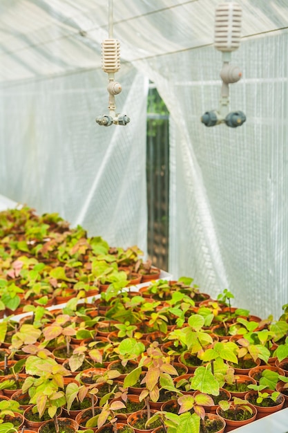 Growing of seedlings in greenhouse