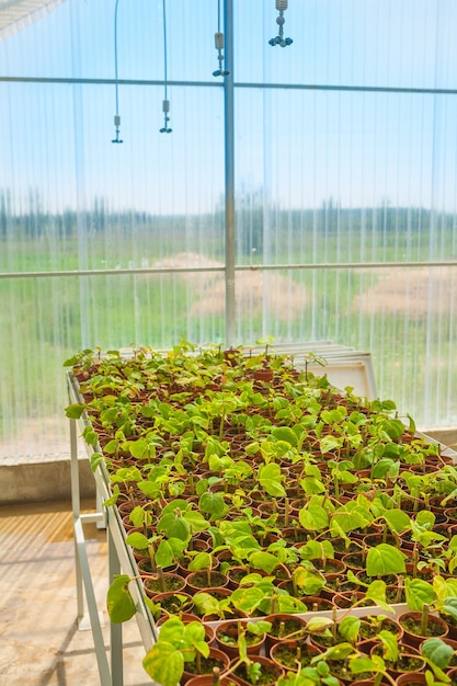 Growing seedlings in greenhouse