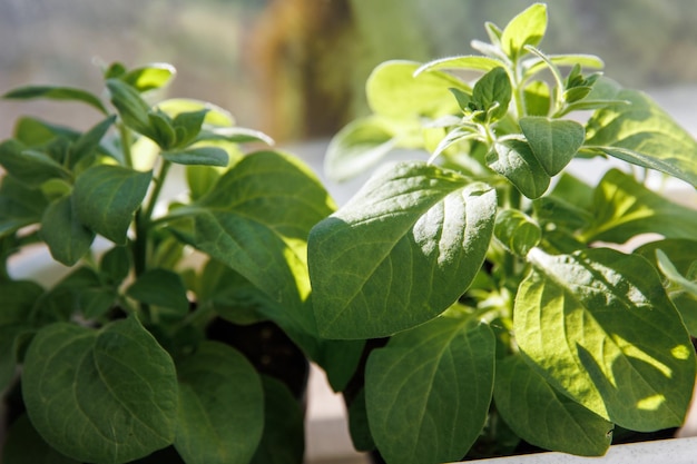 Growing seedlings of vegetables and garden flowers in cold climates Green sprouts of tomato cucumbers squash and zucchini in seedling pots on the windowsill Seedlings of flowers of in containers