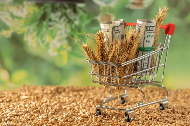 Growing in a shopping cart with ripe wheat spikelets Concept business and agriculture success finance Agriculture plant seeding growing step concept in the garden