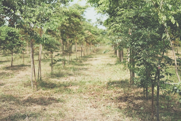 Growing siamese rosewood tree in farmland