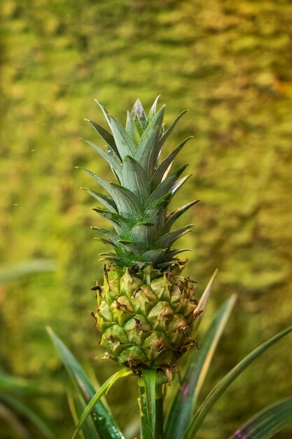 Photo growing a small pineapple in a tropical greenhouse.