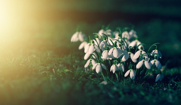 Growing snowdrops with white flowers in the middle of the forest spring flowers