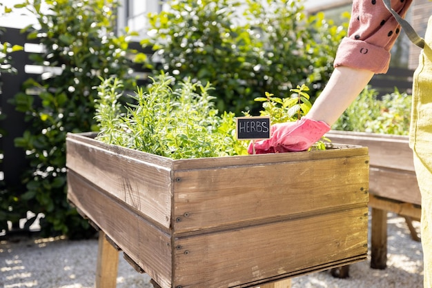 Growing spicy herbs at home vegetable garden