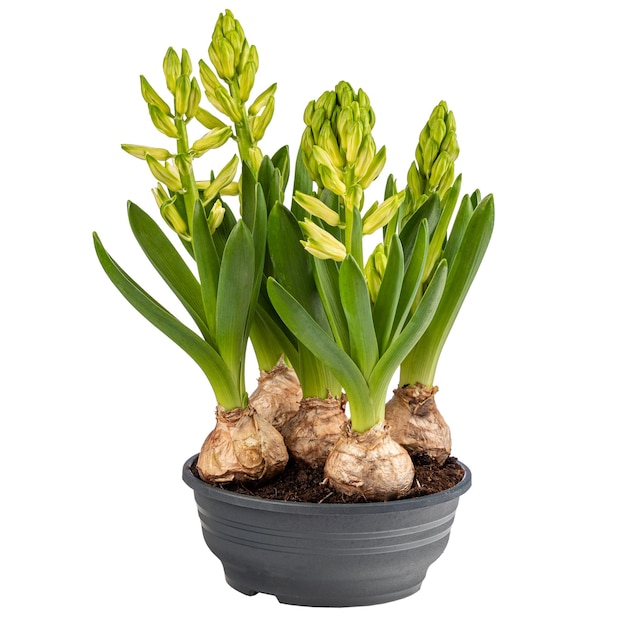 Growing spring hyacinth flower bulb i