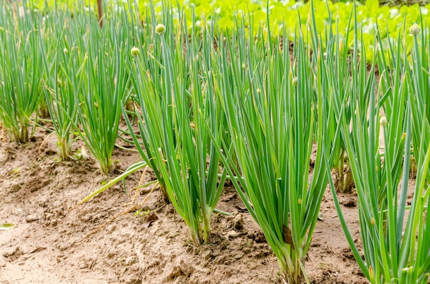 Growing Spring onions also known as salad onions on garden background