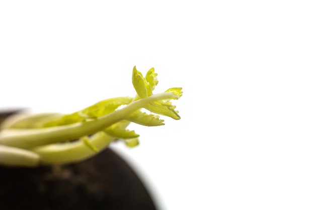 Growing sprout on black radish root vegetable, vegetarian food ingredient